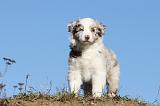 BERGER AUSTRALIEN PUPPIES 258